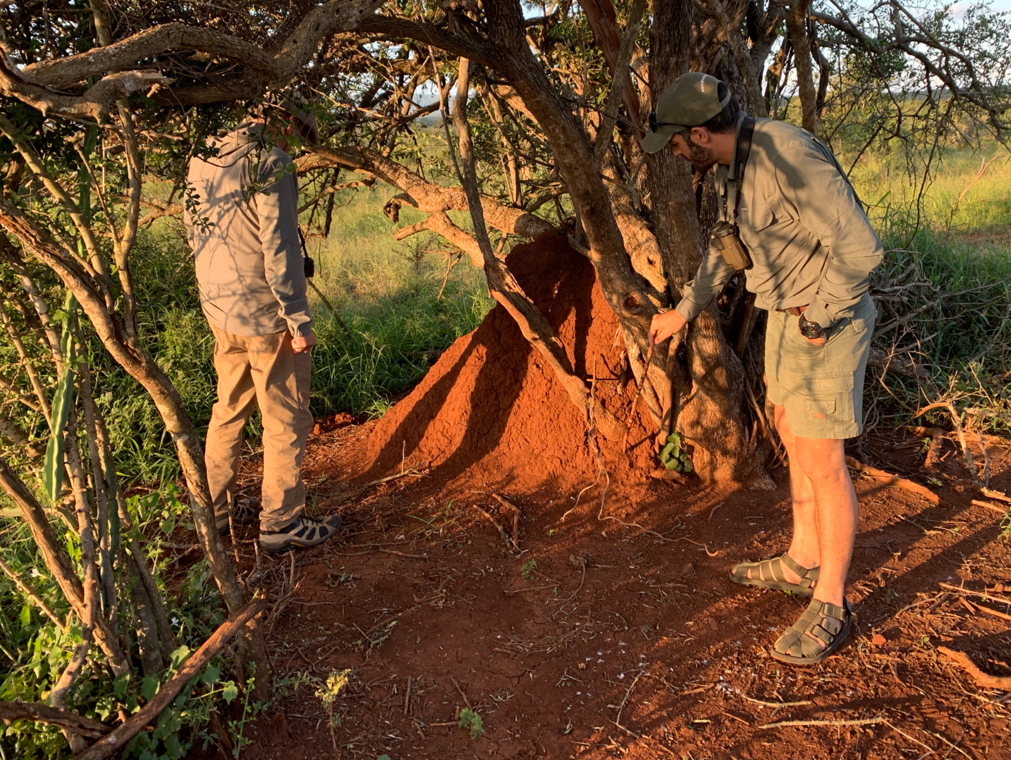 Termite Mound
